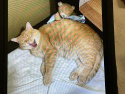 Lost Male Cat last seen 2nd Ave NE between 2nd Street and 3rd Street, Glenwood, MN 56334