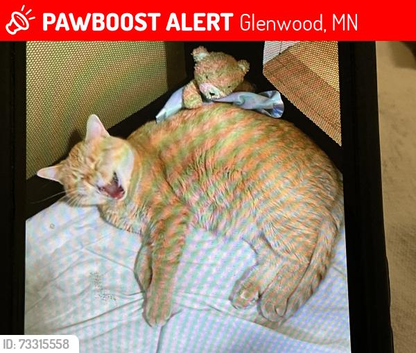 Lost Male Cat last seen 2nd Ave NE between 2nd Street and 3rd Street, Glenwood, MN 56334