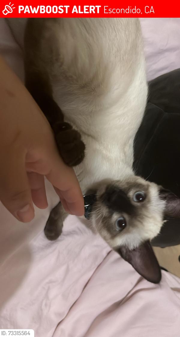 Lost Female Cat last seen Midway or Washington st, Escondido, CA 92027