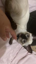 Lost Female Cat last seen Midway or Washington st, Escondido, CA 92027