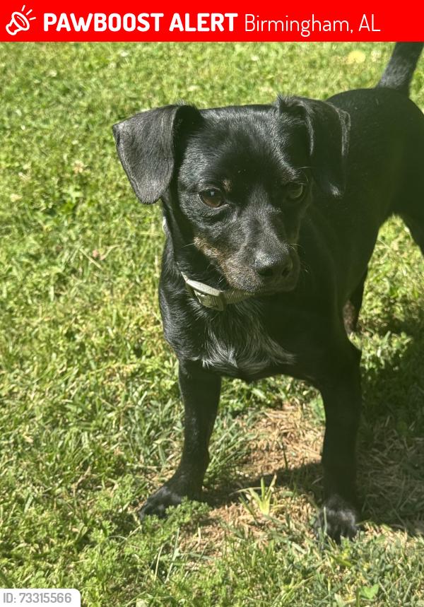 Lost Male Dog last seen apmts, Birmingham, AL 35209