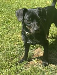 Lost Male Dog last seen apmts, Birmingham, AL 35209