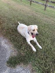 Found/Stray Male Dog last seen Aston Cross and Aston Park, Eads, TN 38028