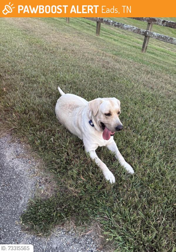 Found/Stray Male Dog last seen Aston Cross and Aston Park, Eads, TN 38028