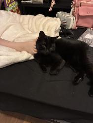 Reunited Female Cat last seen 8th ave and orange st, Tempe, AZ 85281