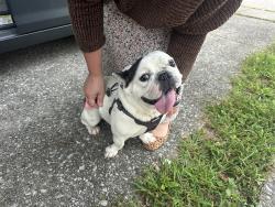 Reunited Unknown Dog last seen Masters lane, Lexington, KY 40515
