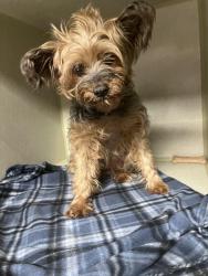 Reunited Female Dog last seen Hefner Road and May Avenue, OKC, Oklahoma City, OK 73120