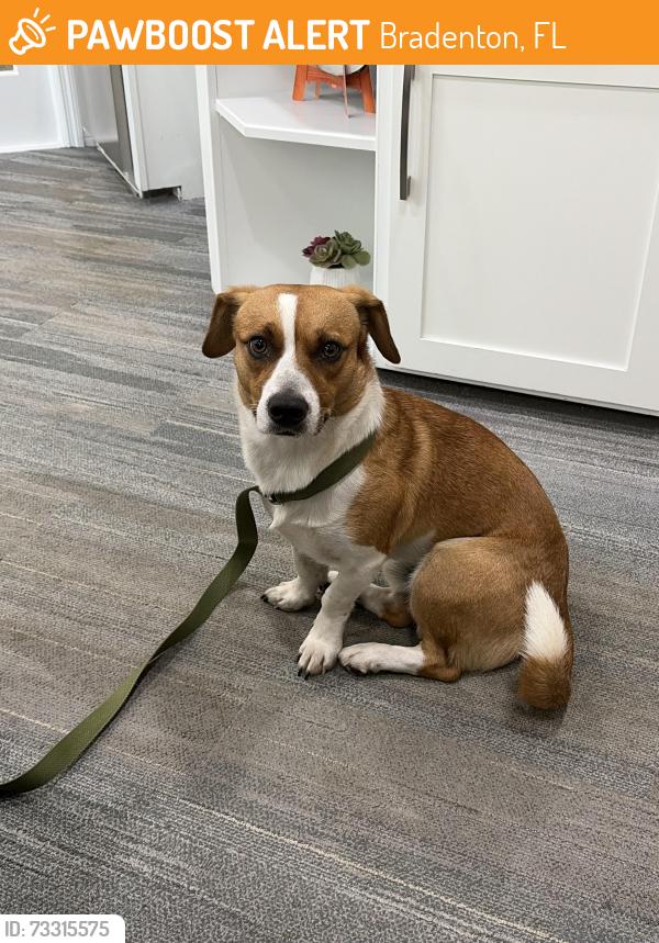 Found/Stray Male Dog last seen Ranch Lake apmts, Bradenton, FL 34202