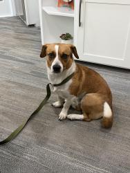 Found/Stray Male Dog last seen Ranch Lake apmts, Bradenton, FL 34202