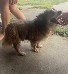 Reunited Male Dog last seen Huff Rd and Allendale Dr, Archdale, NC 27263