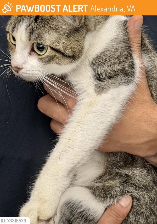 Found/Stray Female Cat last seen King and N Van Dorn, Alexandria, VA 22302