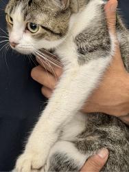 Found/Stray Female Cat last seen King and N Van Dorn, Alexandria, VA 22302