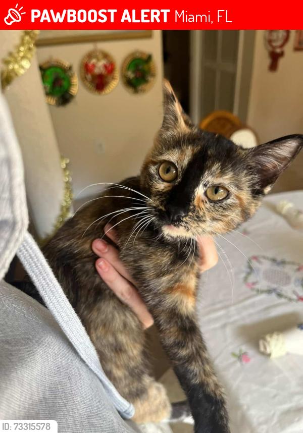 Lost Female Cat last seen in my old hse, moved out and thought they’d take care of her for a bit, but they let her onto the streets., Miami, FL 33185