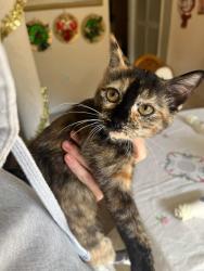 Lost Female Cat last seen in my old hse, moved out and thought they’d take care of her for a bit, but they let her onto the streets., Miami, FL 33185