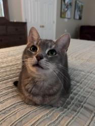 Lost Female Cat last seen lakeside farms, Cumming, GA 30041