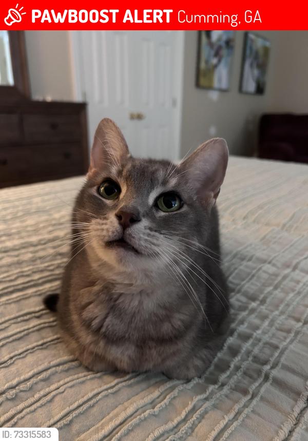 Lost Female Cat last seen lakeside farms, Cumming, GA 30041