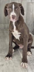 Shelter Stray Male Dog last seen , Caddo Parish, LA, 1500 Monty St, Shreveport, LA 71107, USA