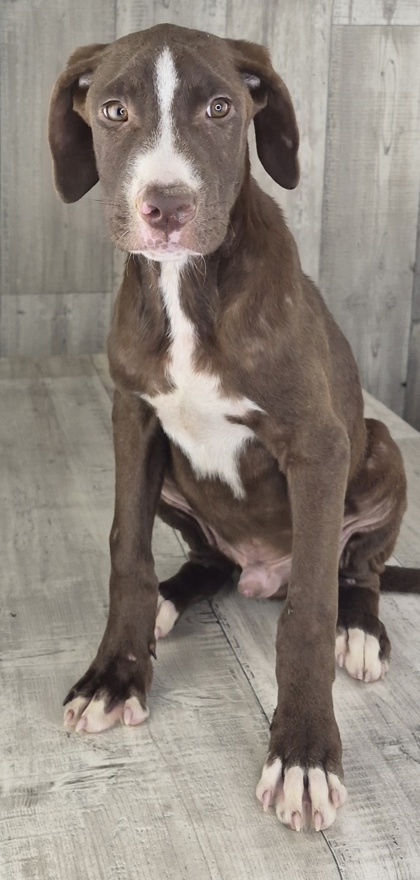 Shelter Stray Male Dog last seen , Caddo Parish, LA, 1500 Monty St, Shreveport, LA 71107, USA