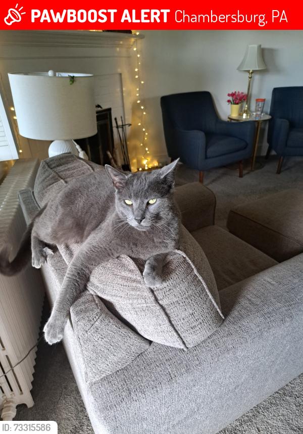 Lost Male Cat last seen Between Wilson College and Rosalies, Chambersburg, PA 17201