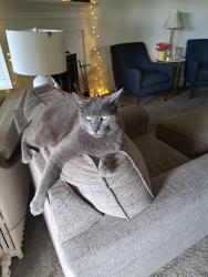 Lost Male Cat last seen Between Wilson College and Rosalies, Chambersburg, PA 17201