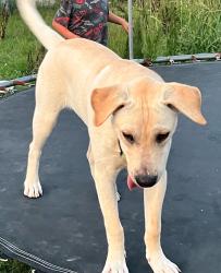 Lost Male Dog last seen Sugar Hilll Rd, near Hwy 97 and Hwy 95, Wilson, NC 27896
