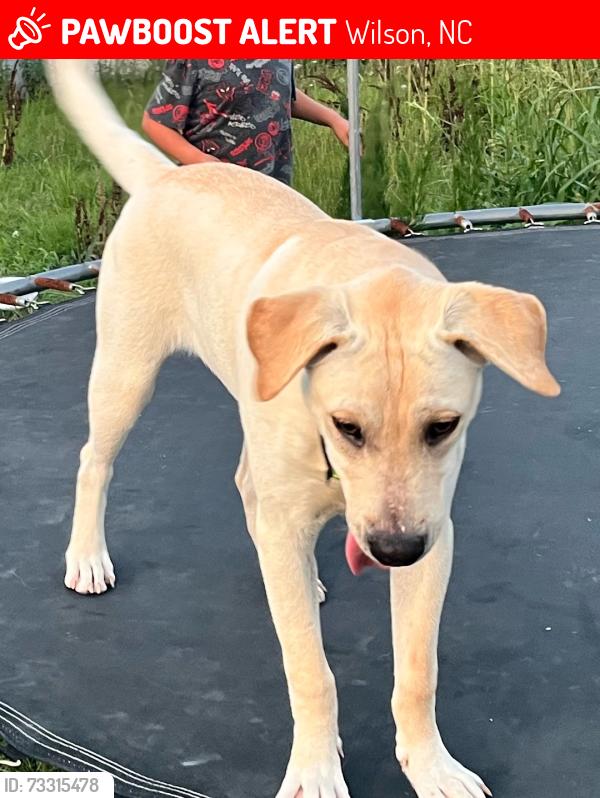 Lost Male Dog last seen Sugar Hilll Rd, near Hwy 97 and Hwy 95, Wilson, NC 27896