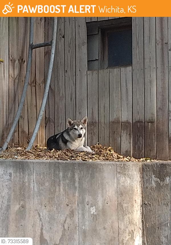 Found/Stray Male Dog last seen 21st and west, Wichita, KS 67203