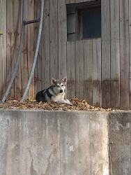 Found/Stray Male Dog last seen 21st and west, Wichita, KS 67203