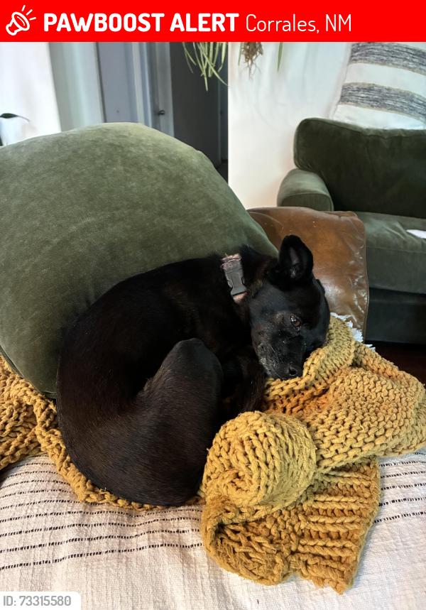 Lost Female Dog last seen Corrales Rd and Angus LN, Corrales, NM 87048
