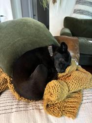 Lost Female Dog last seen Corrales Rd and Angus LN, Corrales, NM 87048