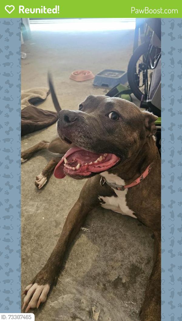 Reunited Female Dog last seen Golds gym walzem, Converse, TX 78109