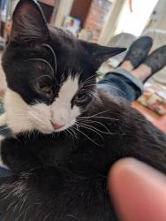 Reunited Male Cat last seen Morganford and Bates, St. Louis, MO 63116