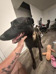 Lost Male Dog last seen Driver ln and erin drive, Suffolk, VA 23435