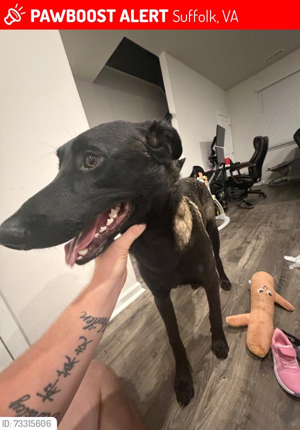 Lost Male Dog last seen Driver ln and erin drive, Suffolk, VA 23435