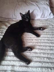 Lost Female Cat last seen Catford, London Borough of Lewisham, England 