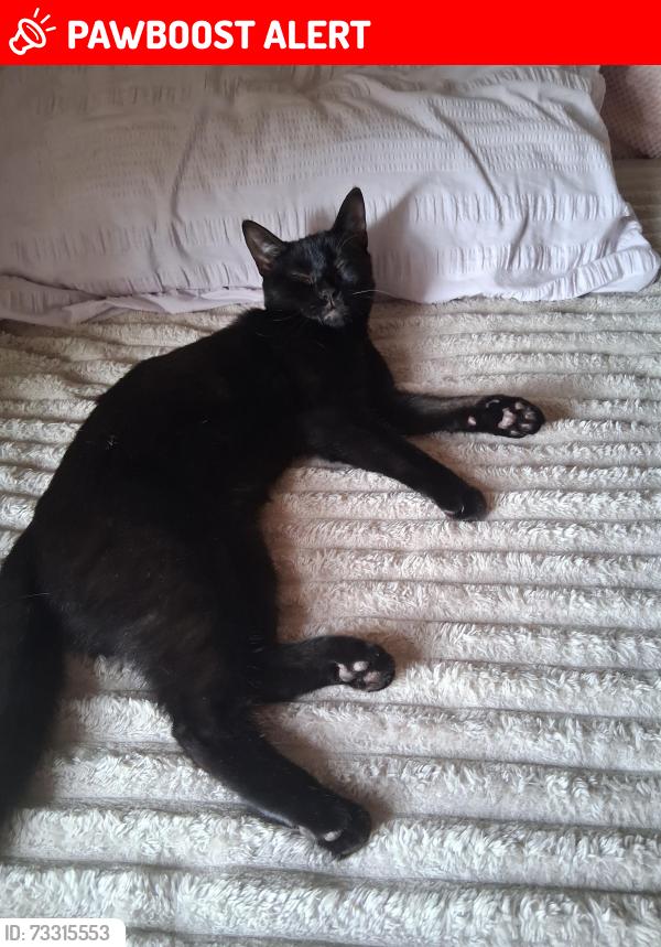 Lost Female Cat last seen Catford, London Borough of Lewisham, England 