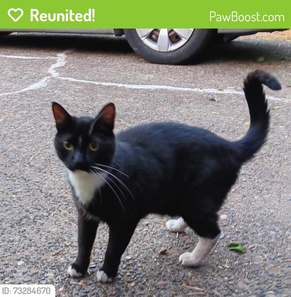 Reunited Unknown Cat last seen Se 43rd and Holgate Blvd, Portland, OR 97202