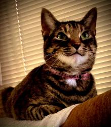 Lost Female Cat last seen Shinault rd near St Matthews Church old hwy 78 Byhalia ms, Byhalia, MS 38611