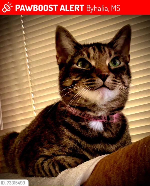 Lost Female Cat last seen Shinault rd near St Matthews Church old hwy 78 Byhalia ms, Byhalia, MS 38611