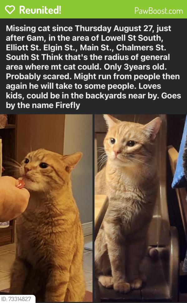 Reunited Male Cat last seen Lowell Street South & Chalmers Street, OR Lowell Street South & Main Street, Cambridge, ON 