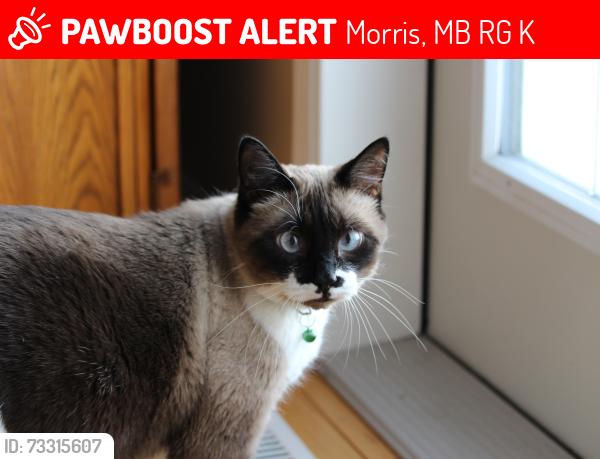 Lost Male Cat last seen Morris Stampede Drive, Morris, MB R0G 1K0