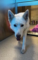Shelter Stray Female Dog last seen W Walton Boulevard, PONTIAC, MI, 48342, 1200 N Telegraph Building 42E, Pontiac, MI 48340, USA