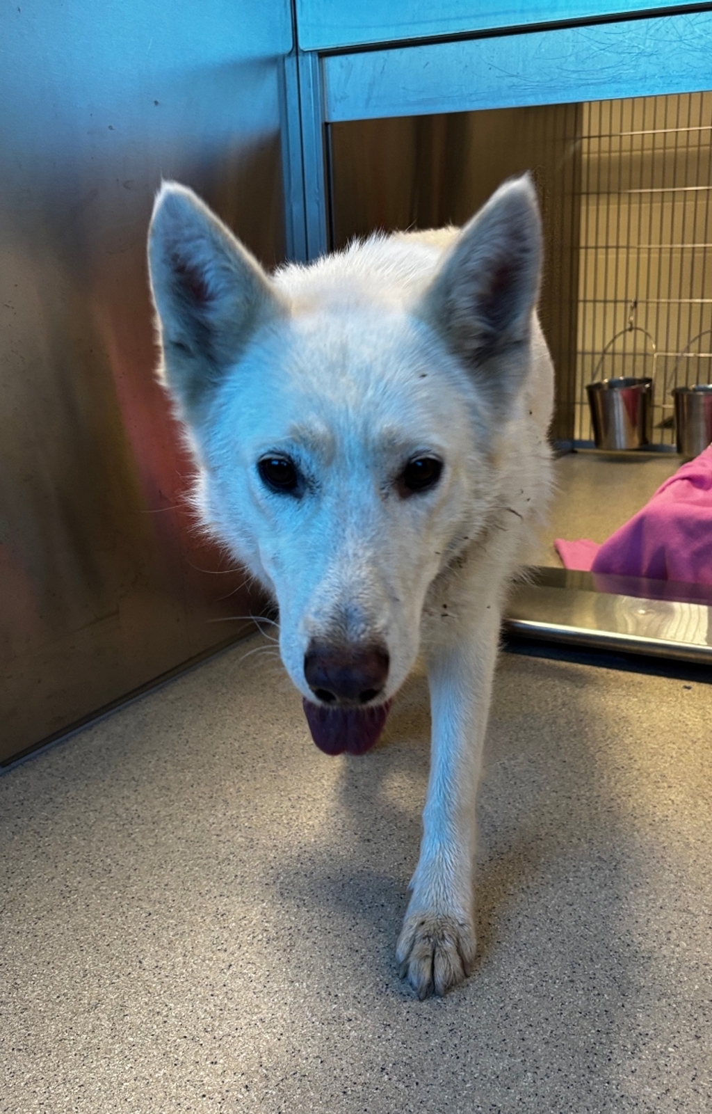 Shelter Stray Female Dog last seen W Walton Boulevard, PONTIAC, MI, 48342, 1200 N Telegraph Building 42E, Pontiac, MI 48340, USA