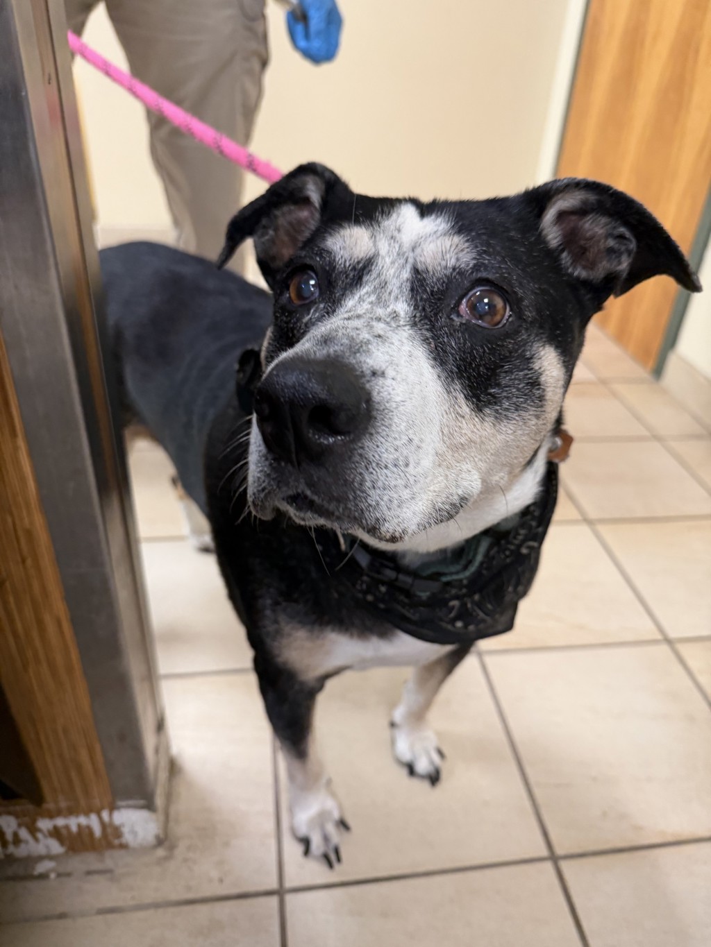 Shelter Stray Unknown Dog last seen 20th and Parks, VIRGINIA BEACH, VA, 23451, 341 S Birdneck Rd, Virginia Beach, VA 23451, USA