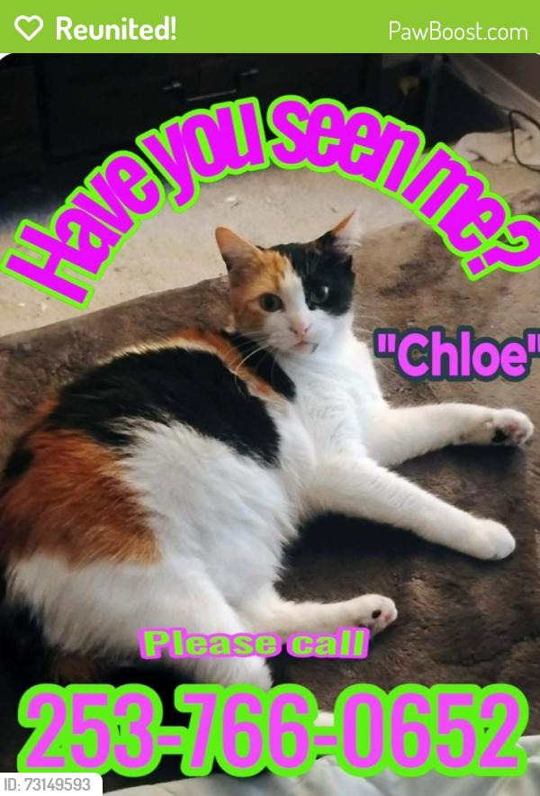 Reunited Female Cat last seen Hey 9, bc the Safeway & starbucks, Snohomish County, WA 98012