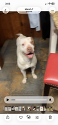 Reunited Male Cat last seen Near SW 35th St, Oklahoma City, OK 73119, USA, Oklahoma City, OK 73119