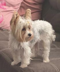 Lost Female Dog last seen Sheridan ave, Paterson, NJ 07502