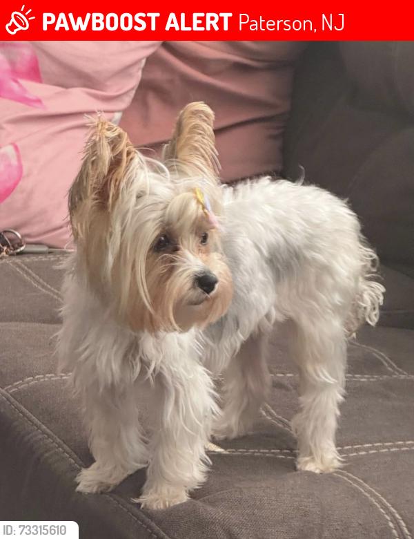 Lost Female Dog last seen Sheridan ave, Paterson, NJ 07502