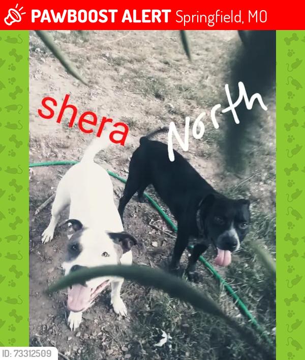 Lost Male Dog last seen Chestnut exp., Springfield, MO 65802
