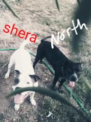 Lost Male Dog last seen Chestnut exp., Springfield, MO 65802